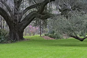 Images Dated 24th March 2006: Live oak, Magnolia Plantation, Charleston, South Carolina
