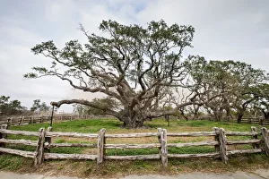 Aransas County Prints: Live oak (Quercus virginiana) exhibit
