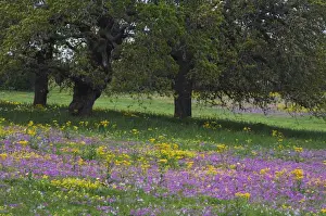 Live Oak Prints: Live Oak (Quercus virginiana) Squaw Weed (Senecio ampullaceus) and Pointed Phlox (Phlox cuspidata)