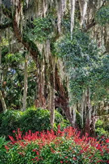 Images Dated 4th December 2023: Live oak tree in Washington Oaks Gardens State Park, Palm Coast, Florida