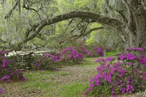 Images Dated 29th March 2007: Live Oak trees above azaleas in bloom, Magnolia Plantation, near Charleston, South