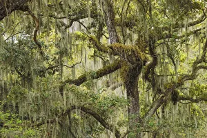 Live oak trees draped in Spanish moss, Polk County, Florida