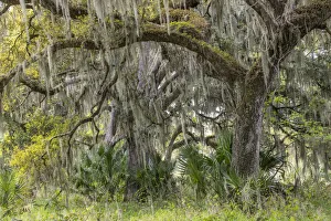 Live oak trees draped in Spanish moss, Polk County, Florida