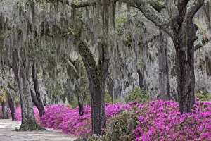Georgia Prints: Live oak trees draped in Spanish moss and azaleas in full bloom in spring