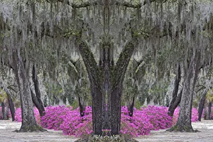 Images Dated 1st January 2022: Live oak trees draped in Spanish moss and azaleas in full bloom in spring