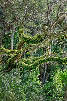Images Dated 4th December 2023: Live oak trees among palm trees, Florida