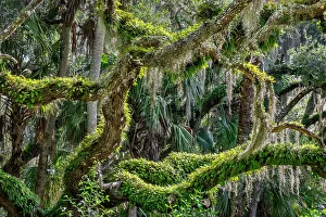 Images Dated 4th December 2023: Live oak trees among palm trees, Florida