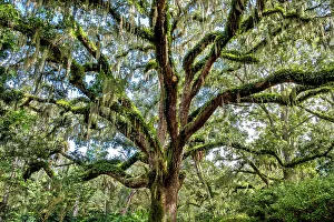 Images Dated 4th December 2023: Live oak trees, Washington Oaks Gardens State Park, Palm Coast, Florida