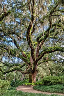 Images Dated 4th December 2023: Live oak trees, Washington Oaks Gardens State Park, Palm Coast, Florida