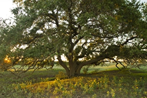 Live Oak Prints: Liveoak (Querque virginianus) at sunset, central Texas
