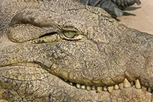 Lying Prints: Livingstone, Zambia. Extreme Close-up of a Crocodile face