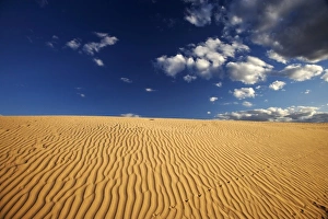 Images Dated 14th September 2006: Lizard Tracks and Sand Dune, Mungo National Park, Outback New South Wales, Australia