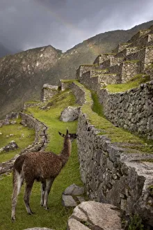 Extreme Terrain Prints: Llama stands on