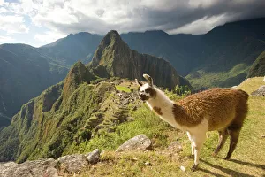 Llamas and an over