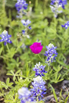 Blue Bonnet Prints: Llano, Texas, USA. Bluebonnet and Winecup wildflowers in the Texas Hill Country