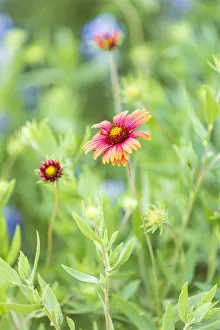 Firewheel Prints: Llano, Texas, USA. Indian Blanket wildflowers in the Texas Hill Country