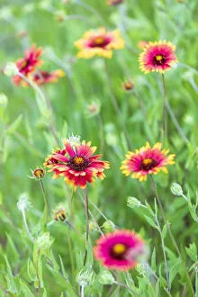 Images Dated 17th June 2021: Llano, Texas, USA. Indian Blanket wildflowers in the Texas Hill Country