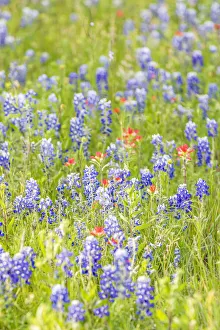 Llano, Texas, USA. Indian Paintbrush and Bluebonnet wildflowers in the Texas Hill Country