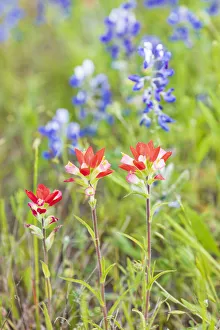 Images Dated 17th June 2021: Llano, Texas, USA. Indian Paintbrush and Bluebonnet wildflowers in the Texas Hill Country