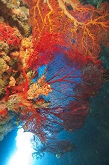 Llarge Gorgonian Sea Fans, Bligh Water, Viti Levu, Fiji, South Pacific