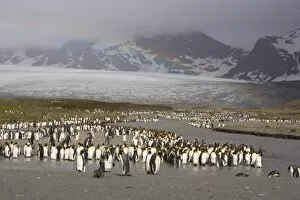 Loafing King penguins line the edge of a glacial melt river at St. Andrews Bay site