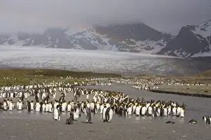 Rain Bow Prints: Loafing King penguins line the edge of a glacial melt river at St. Andrews Bay site