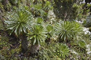 Images Dated 8th January 2013: Lobelia wollastoni in fresh snow at 4200m, Ruwenzori, Uganda