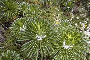 Lobelia Wollastonii Prints: Lobelia wollastoni in fresh snow at 4200m, Ruwenzori, Uganda