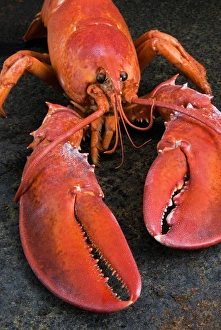 Fish Prints: Lobster (Homarus americanus)