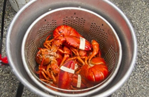 Down East Prints: Lobsters in the pot in Hancock, Maine, USA