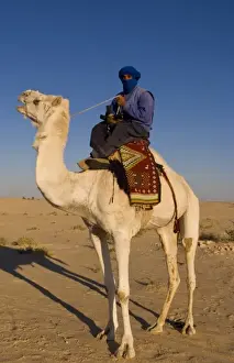Tunisia Prints: Local Bedouin man on camel ride in Douz in Sahara Desert in Tunisia Africa