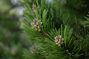 Lodgepole pine, Artist Point, Yellowstone National Park, Wyoming, USA