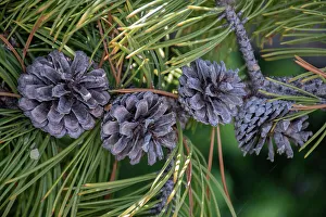 Needle Prints: Lodgepole pine cones and needles