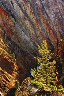 Images Dated 4th September 2005: Lodgepole Pine and Grand Canyon of the Yellowstone, Yellowstone National Park, Wyoming