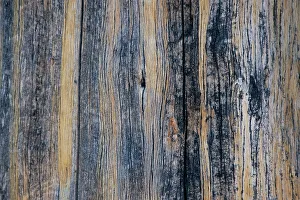 Needle Prints: Lodgepole pine, Lakeshore Trail, Colter Bay, Grand Tetons National Park, Wyoming, USA