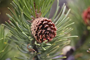Pine Cone Prints: Lodgepole pine and pine cone, Yellowstone National Park, Wyoming