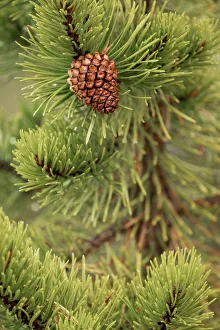 Pine Cone Prints: Lodgepole pine and pinecone, Yellowstone National Park, Wyoming