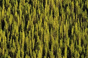 Images Dated 31st August 2006: Lodgepole & Tamarack Forest in Montana