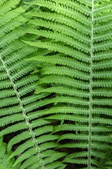 Images Dated 22nd January 2021: Log fern, Wood Fern