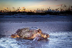 Nesting Prints: A loggerhead sea turtle crawls back into the water with an attached satellite transmitter