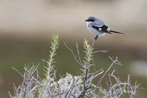 Images Dated 24th April 2017: Loggerhead shrike