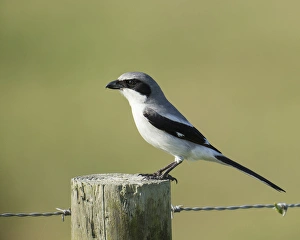 Laniidae Prints: Loggerhead Shrike adult with food for young, Lanius ludovicianus, Celery fields