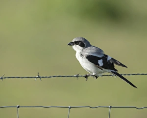 Nesting Prints: Loggerhead Shrike adult looking for food, Lanius ludovicianus, Celery fields, Sarasota