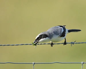 Laniidae Prints: Loggerhead Shrike known as buther-birds, eating a grasshopper, Lanius ludovicianus