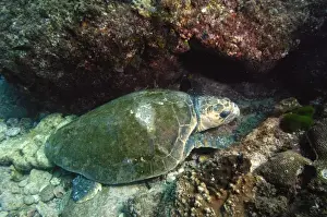 Images Dated 21st September 2006: Loggerhead Turtle (Caretta caretta) off of North Stradbroke Island. Queensland. Australia