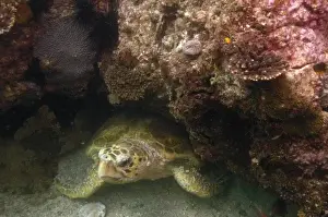 Loggerhead Turtle (Caretta caretta) off of North Stradbroke Island. Queensland. Australia