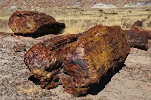Crystal Prints: Logs, Petrified Forest National Park, Arizona, USA