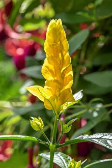 Lollipop Plant, Golden Shrimp Plant