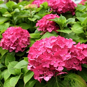 Images Dated 4th November 2024: London, England, Great Britain. English garden flowers. Pink Hydrangeas