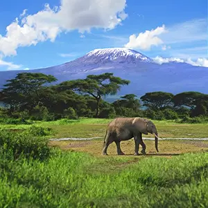 Majestic Prints: A lone African elephant (Loxodonta africana) walks in from of Mt